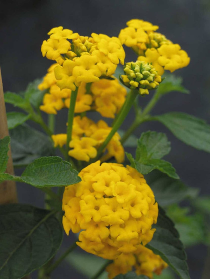 New Gold Lantana for IN Southlake magazine.