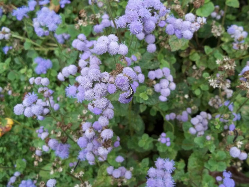 Blue mistflower, or Conoclinium coelestinum, is a native species that helps pollinators.