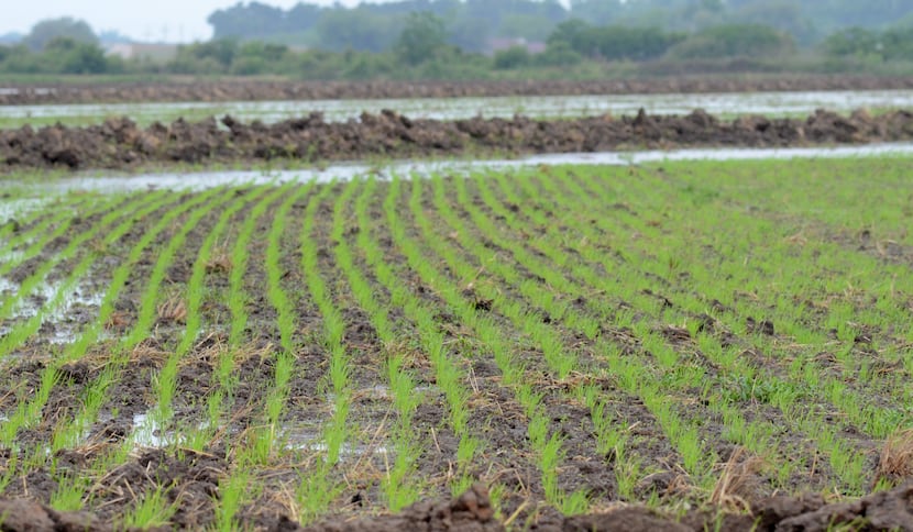 Rice under a relatively minor flood in Chambers County, Texas, during early May 2014. 