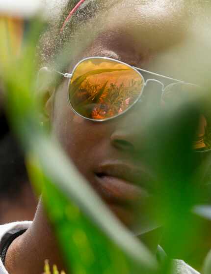 Stalks of corn are reflected in Charisma Williams,13, sunglasses as she walks through one of...