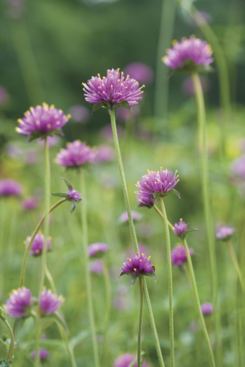 Gomphrena 'Fireworks, also known as globe amaranth, produces strong, tall stems topped with...