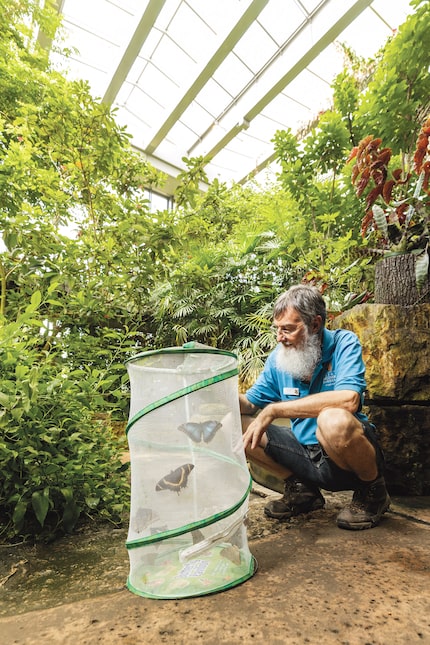 Watts prepares to release new butterflies.