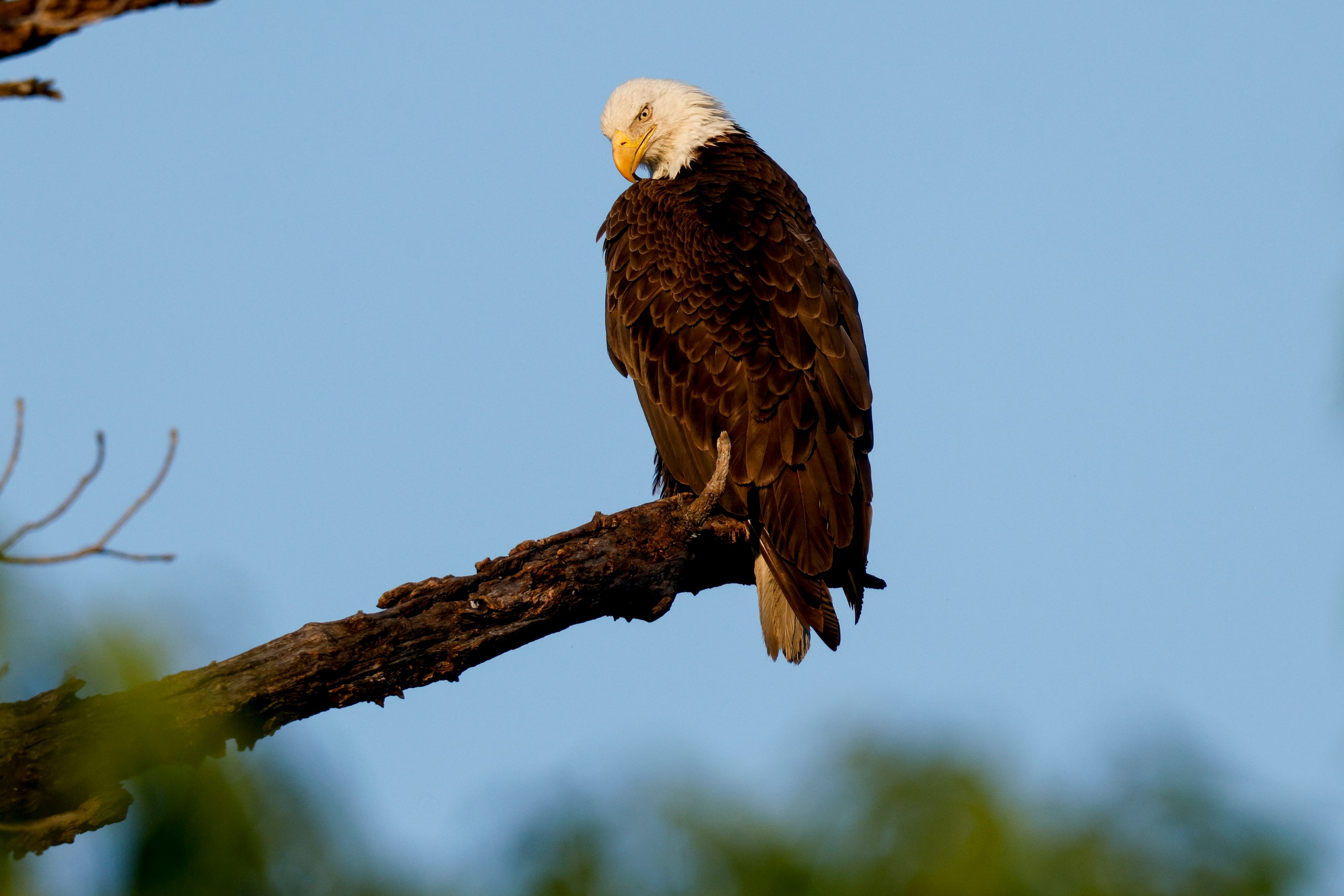 A bald eagle is seen in a tree near White Rock Lake, Tuesday, May 14, 2024, in Dallas.