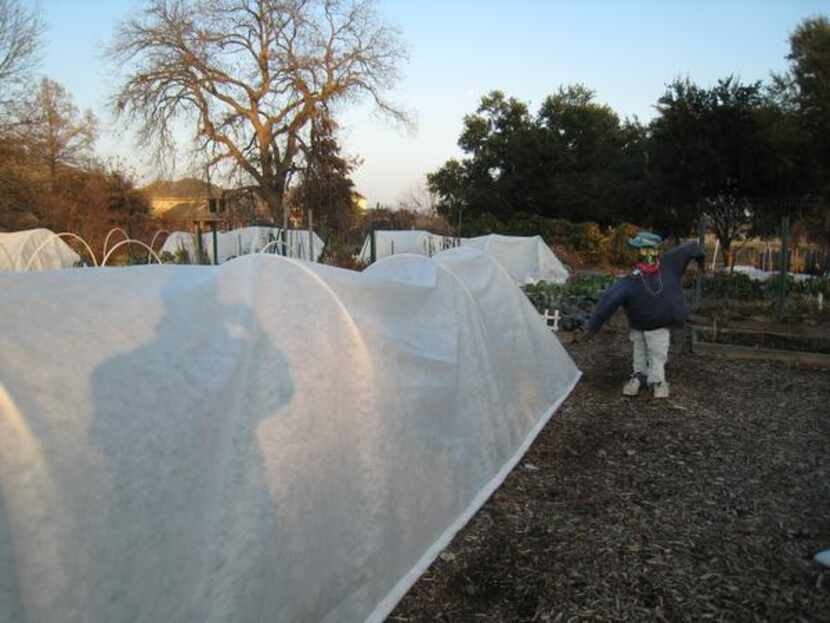 
Members have been working on ways that will protect the garden from freezing temperatures.,...
