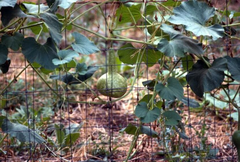 
It's easy to save seed of purchased gourds to grow on your fences next year. 
