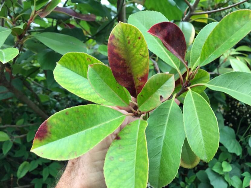Stage 6 of photinia leaf spot and related chlorosis.