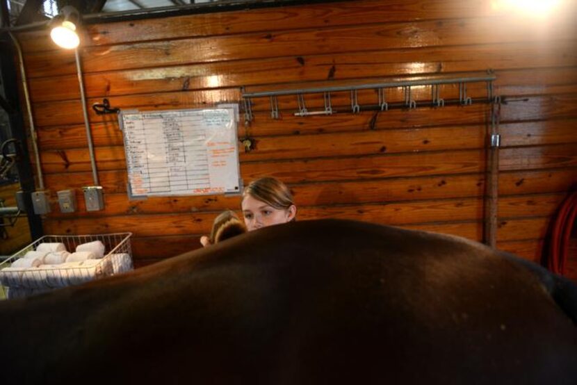 
Intern Bailee Wilson, 17, grooms American Xpress in the barn. 
