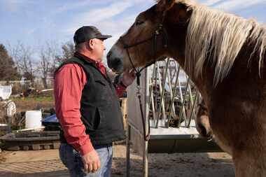 North Star Carriage owner Brian High looks at one of his horses on his ranch in Krum on...