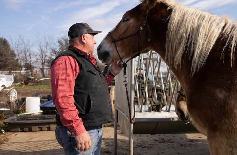 North Star Carriage owner Brian High looks at one of his horses on his ranch in Krum on...