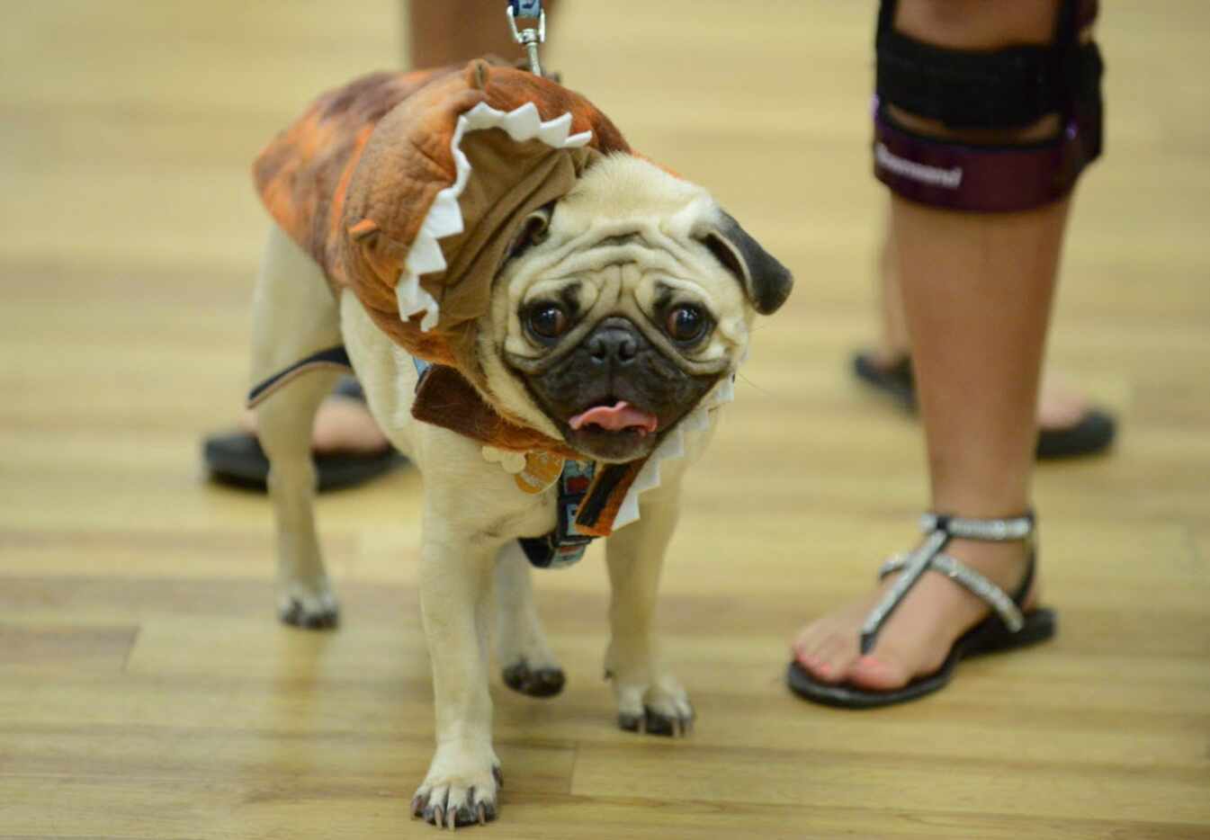 Jacob the dinosaur walks the runway at the 19th annual Pug-O-Ween hosted by DFW Pug Rescue...