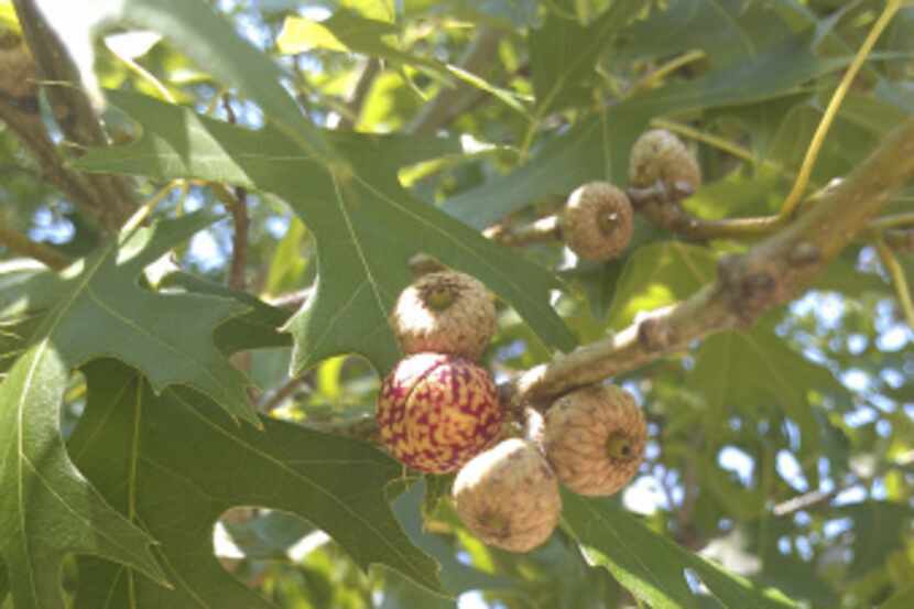 The growths pictured on a reader's red oak, called galls, are an indication the tree is...