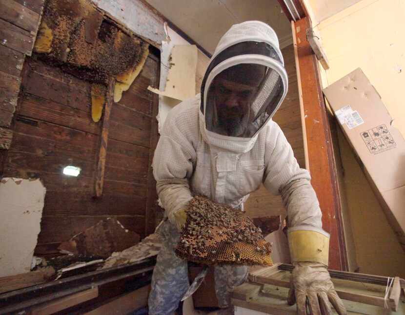 
Bee expert Richard Siegrist carefully placed pieces of a hive of into a box for safe...