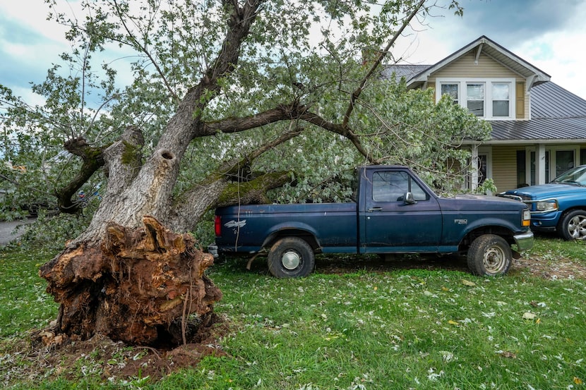 An uprooted tree landed on a pickup truck in front of a home on East Main Street after...