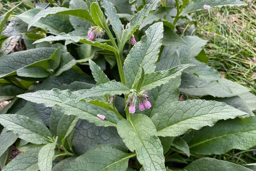 Comfrey is an easy-to-grow perennial that can help with some skin problems.