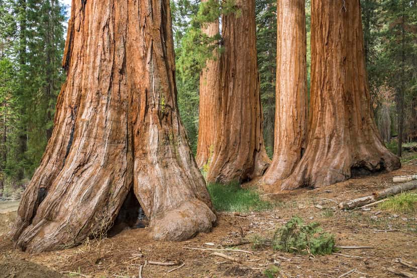 In addition to roaring waterfalls, Yosemite National Park boasts some of the largest Sequoia...