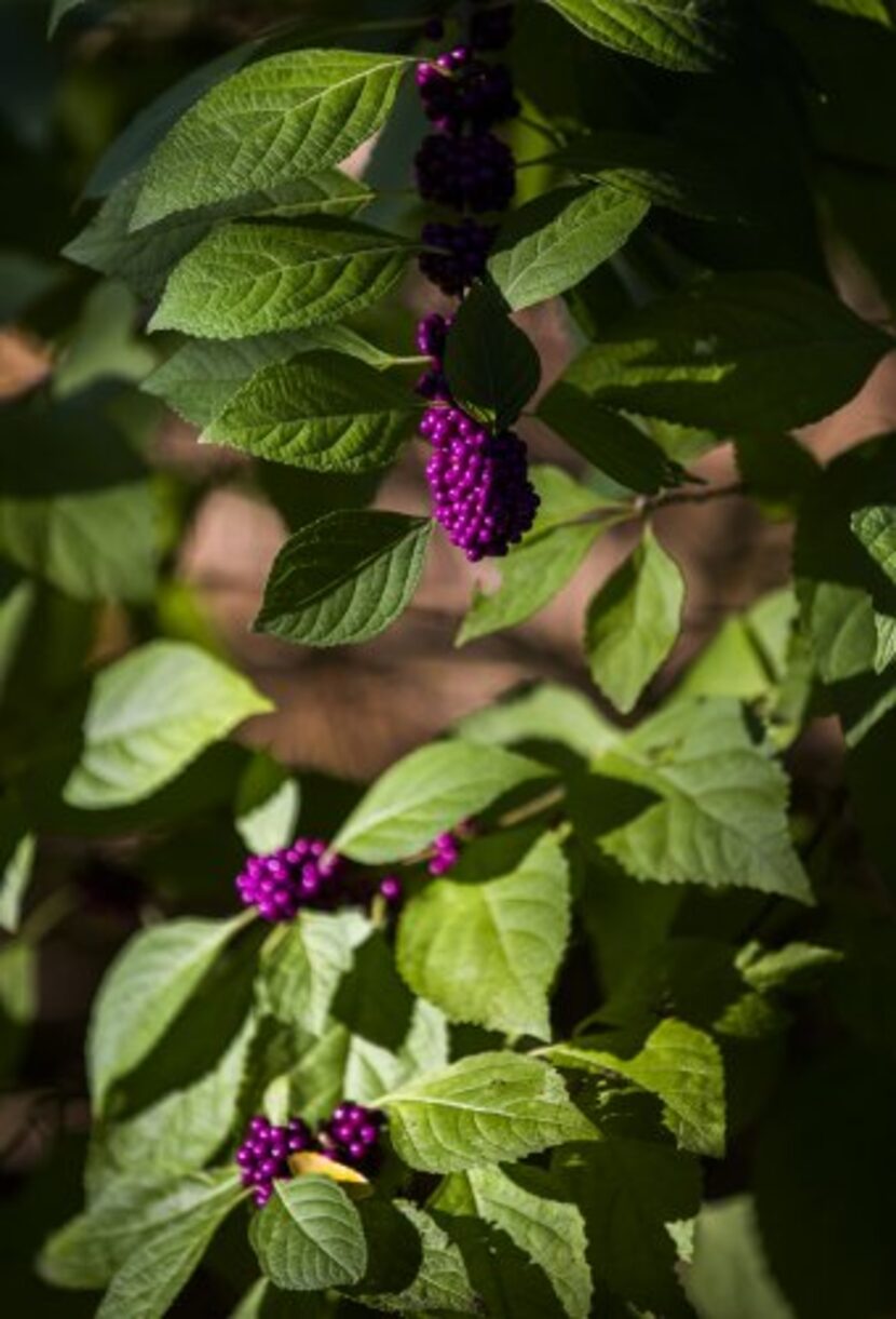 
Native American beautyberry shows its fall color.
