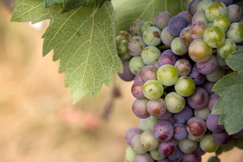 Mourvedre grape at Brennan Vineyards in Comanche Texas