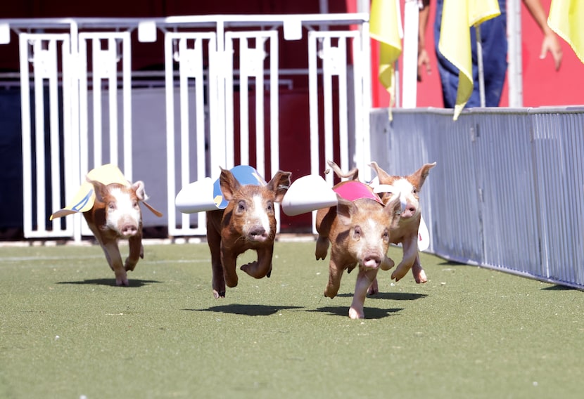 Visitors will find plenty of racing pigs and even more swine puns from the announcers in the...