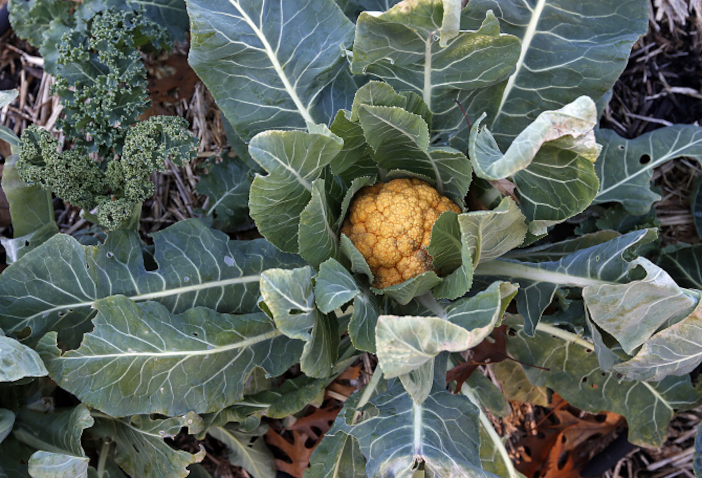 Cauliflower begins to grown at the community garden run by Community Unitarian Universalist...