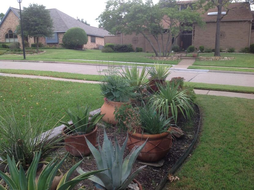 Spletter found  that her favorite succulents were drowning in runoff, so she planted them in...