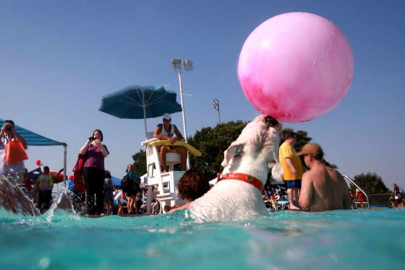 A dog bounces a ball as people swim around at Wet Zone water park in Rowlett. (File photo)