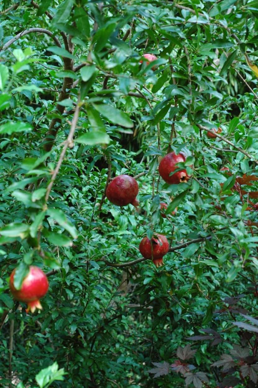 Pomegranate trees produce edible fruit. 