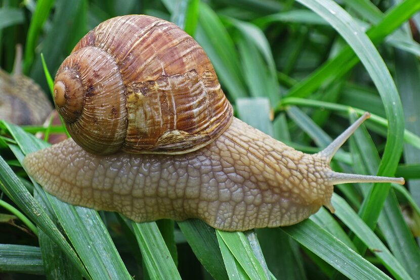 Gugumuck's snail farm in Vienna