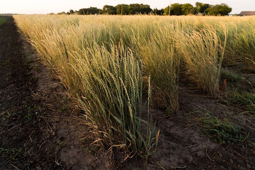 Kernza is a new grain developed by University of Minnesota's Department of Agronomy and...
