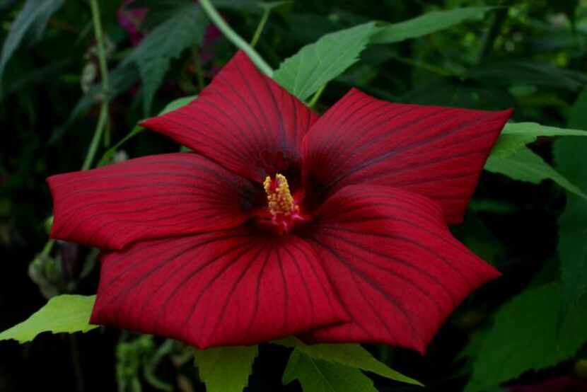 
A new red hibiscus is being evaluated in the U.S. and Europe. The winter-hardy hibiscus...