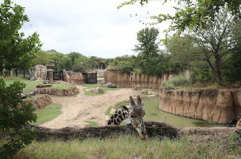 Tebogo, one of the giraffes at the Dallas Zoo, reached out of his habitat for a snack on...