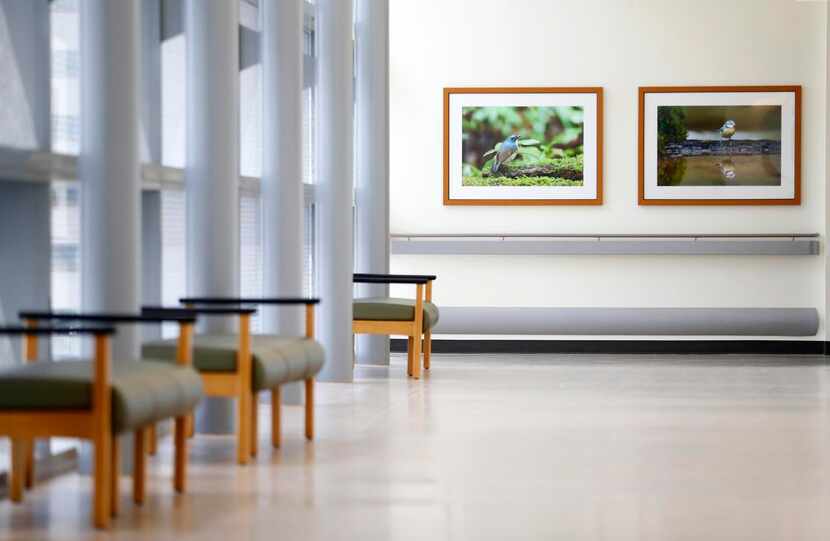 
Photographic prints of wildlife hang in the walkway alongside the glass donor wall of the...