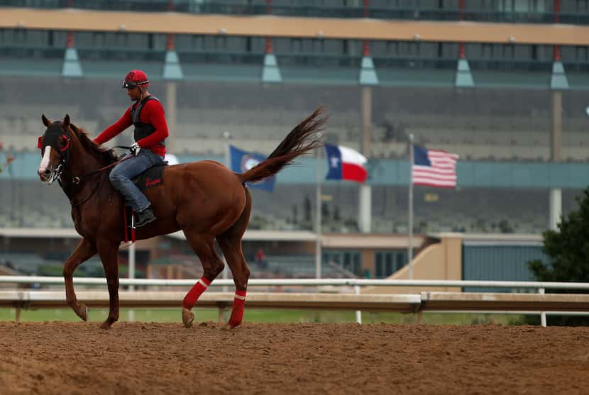 Exercise rider Diego Cervantes takes Gold Ranger from the track to the barns at Lone Star...