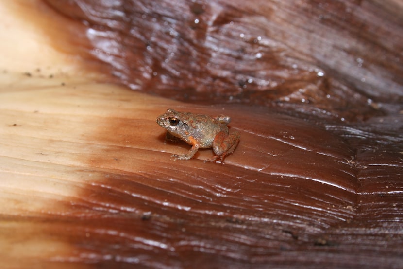 Craugastor cueyatl frog species photographed in the state of Mexico, Mexico.