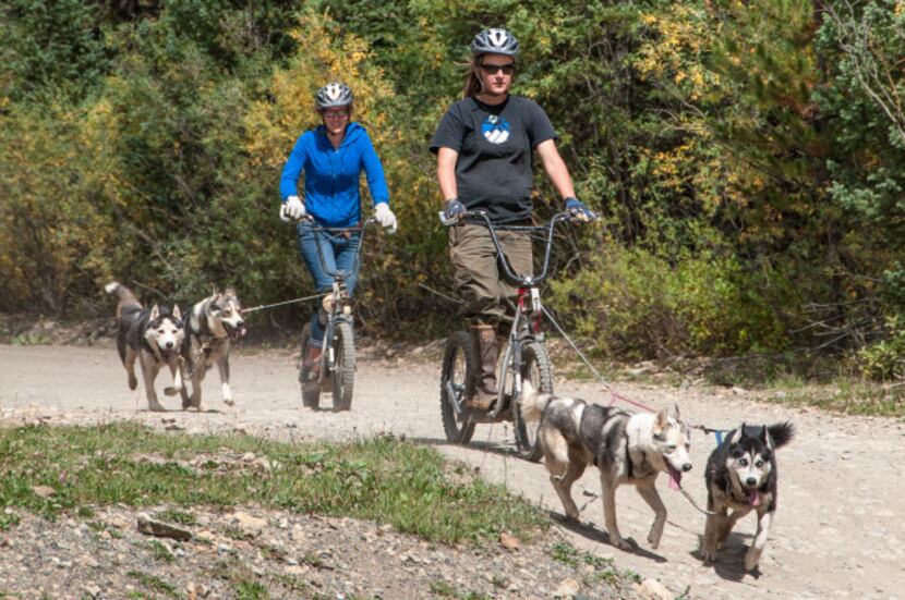 Pairs of huskies pull scooters on a trail outside Breckenridge, Colorado.  Like school...