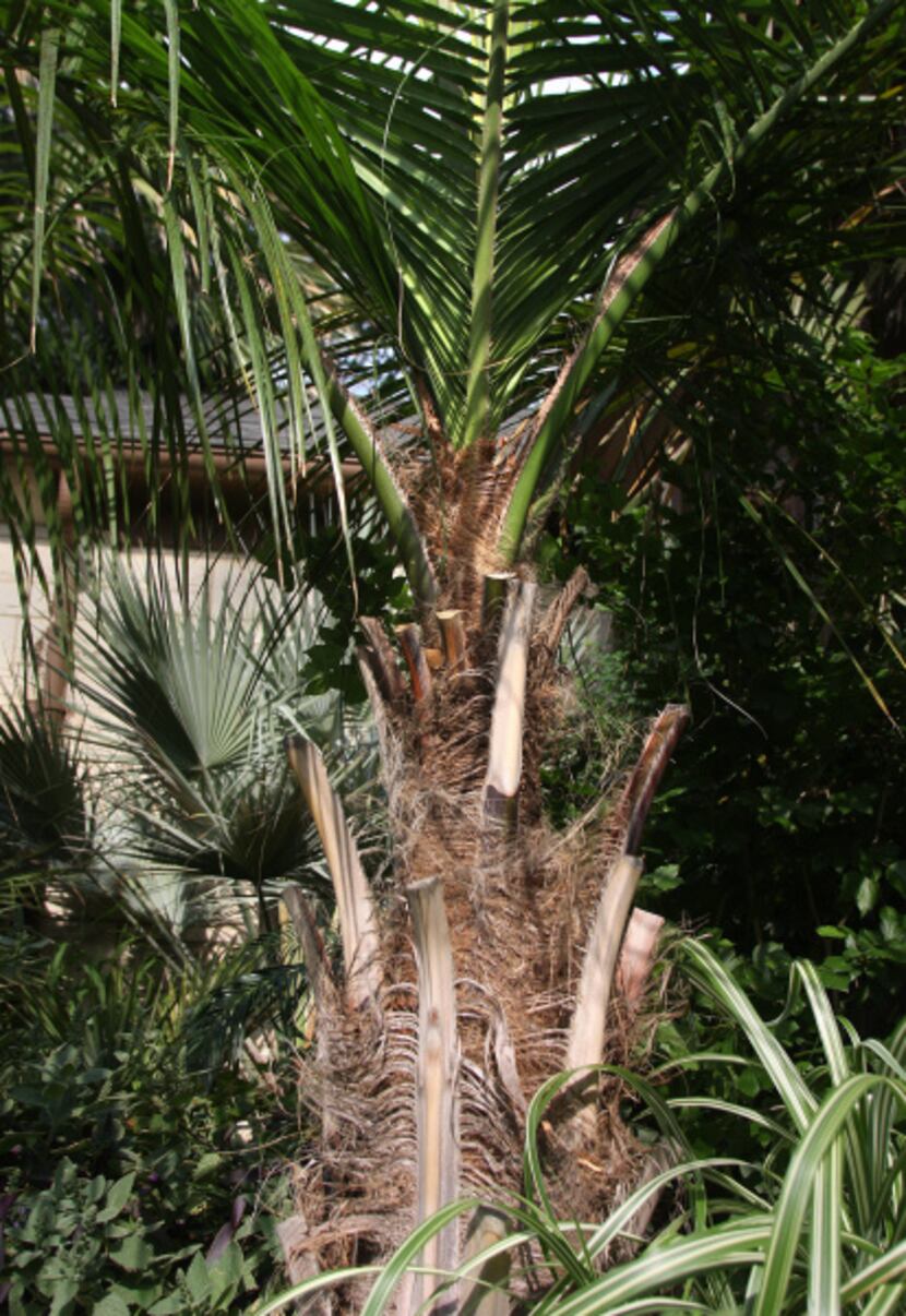 A hybrid Butiagrus palm tree growing in a front yard garden. Nichols displays plants that...
