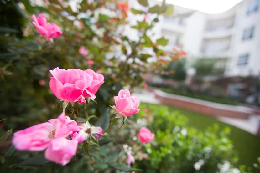 
Flowers are spread throughout the courtyard at The Tradition-Lovers Lane.
