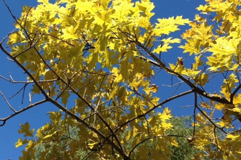 Chlorotic foliage on pin oak crossed with red oak