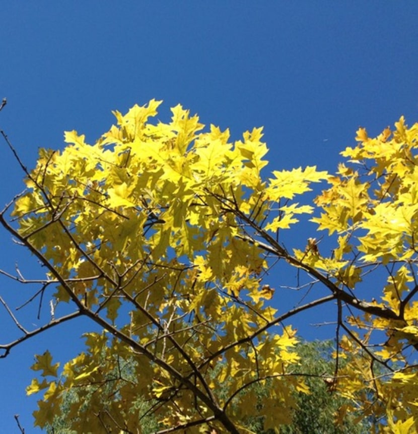 Chlorotic foliage on pin oak crossed with red oak