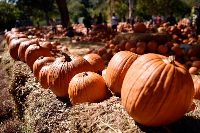 Some of the many pumpkins on display at the Pumpkin Village during Autumn at the Arboretum.