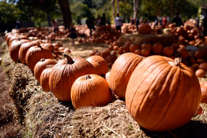 Some of the many pumpkins on display at the Pumpkin Village during Autumn at the Arboretum.
