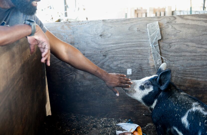 Jonathan Jackson of Berkshire Farms reaches to comfort one of his pigs in the cattle shed.