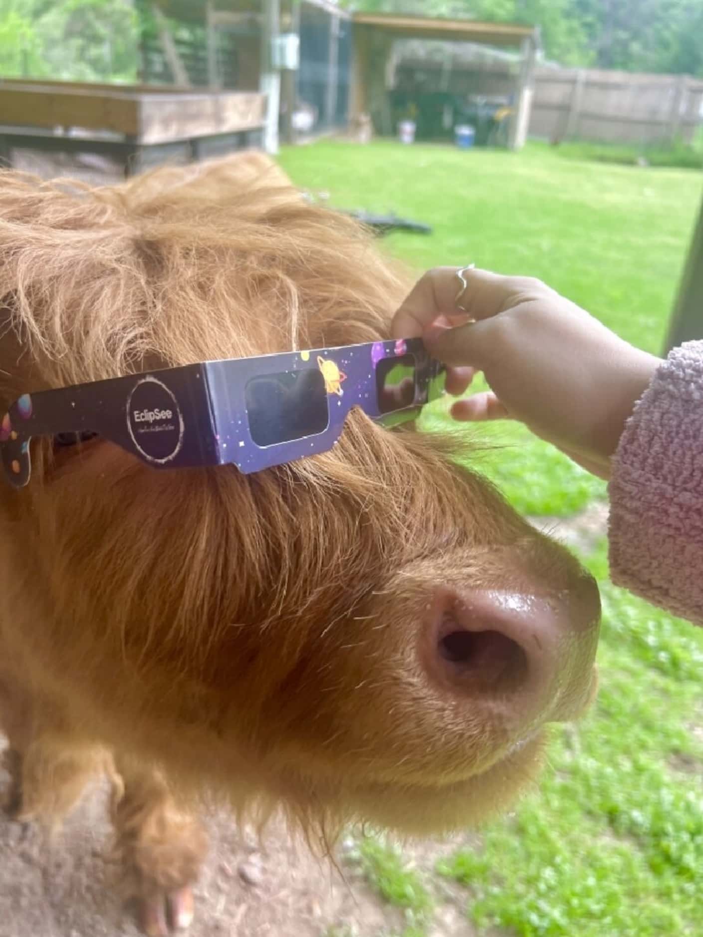 Eclipse glasses are placed on an animal in Dallas, Texas. Provided by Noely Cortes