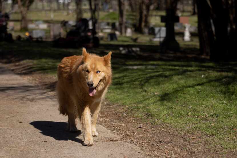 Rusty took a stroll across Oakland Cemetery in Dallas Tuesday after dining on "pizza bones"...