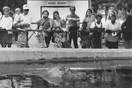  Visitors to the Dallas Zoo watched a river hippopotamus lounging in a pool in 1990. (File...