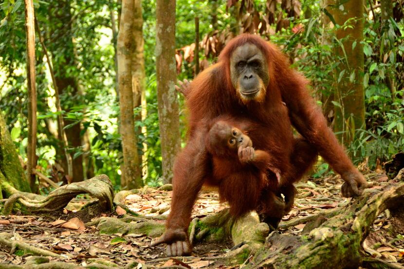Mina the orangutan stalked the travelers on the trail in Sumatra.