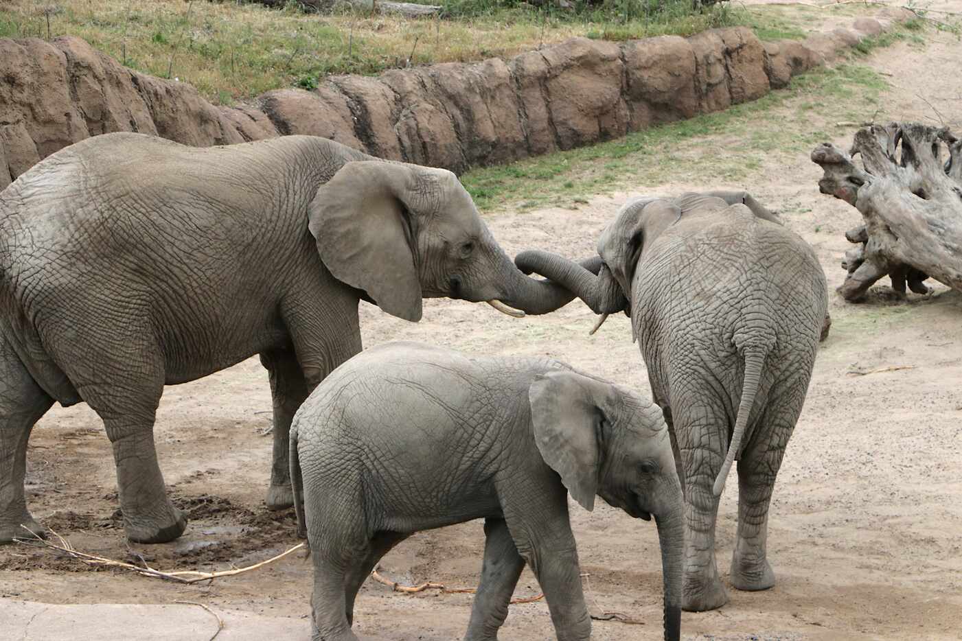 Young elephant Ajabu with his mother Mlilo and aunt Zola at the Dallas Zoo. 