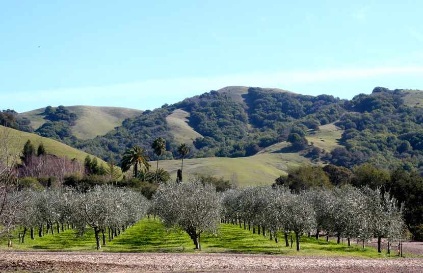 The certified organic McEvoy Ranch grows several varieties of Italian olives, such as...