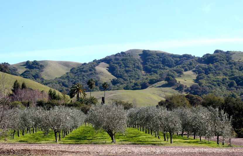 The certified organic McEvoy Ranch grows several varieties of Italian olives, such as...