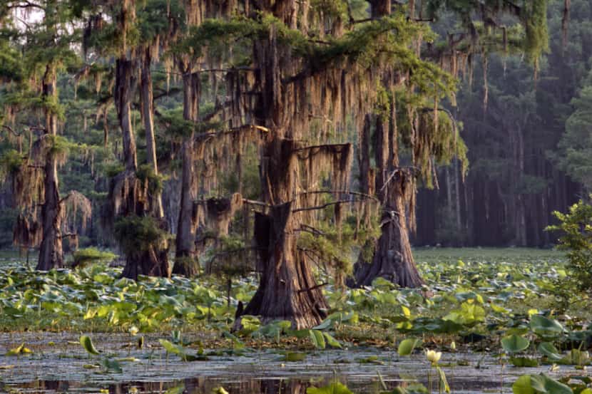  "Caddo Lake sunrise, Uncertain, TX" by Scot Miller, part of the exhibit "A Matter of...