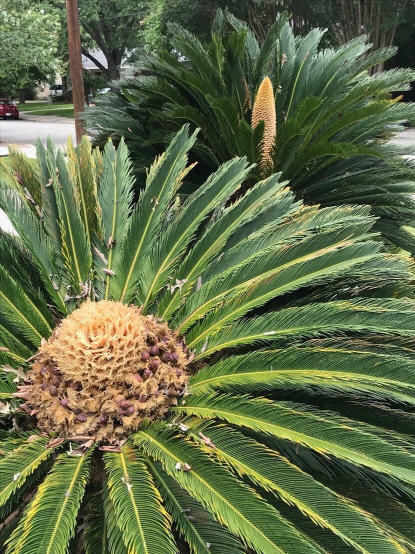 Sago palms in flower